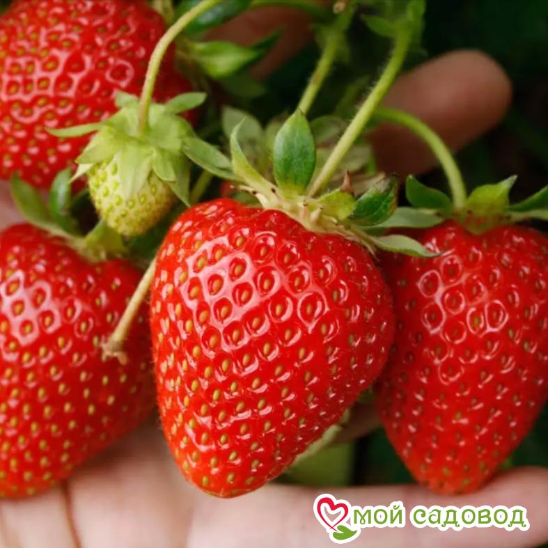 Клубника Аромас