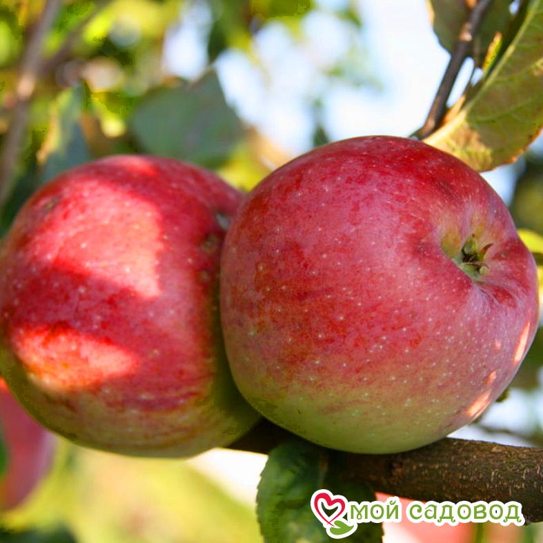 Яблоня Флорина