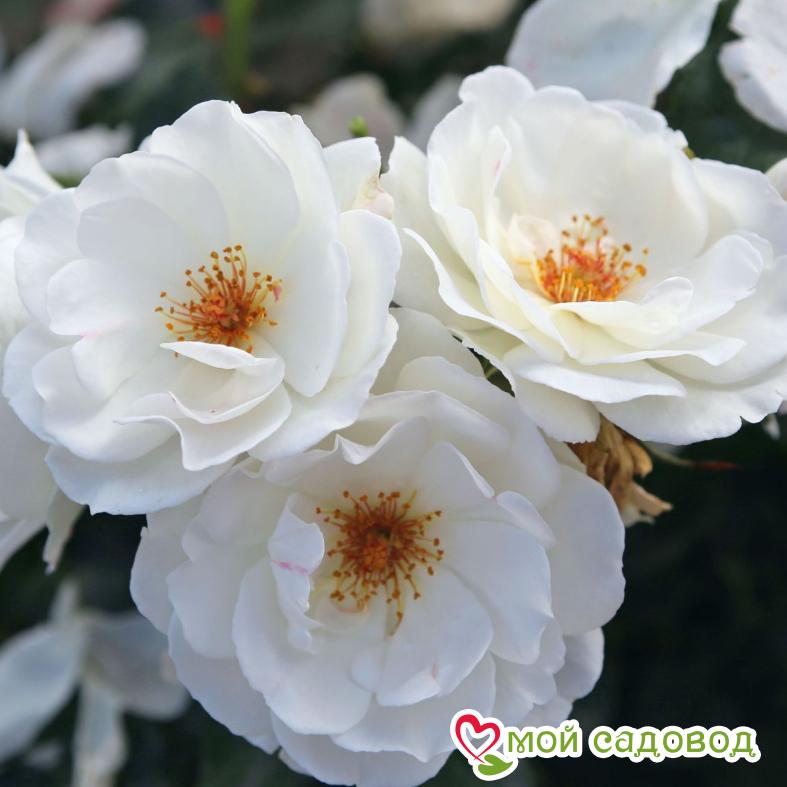 Роза Вайсе Вольке