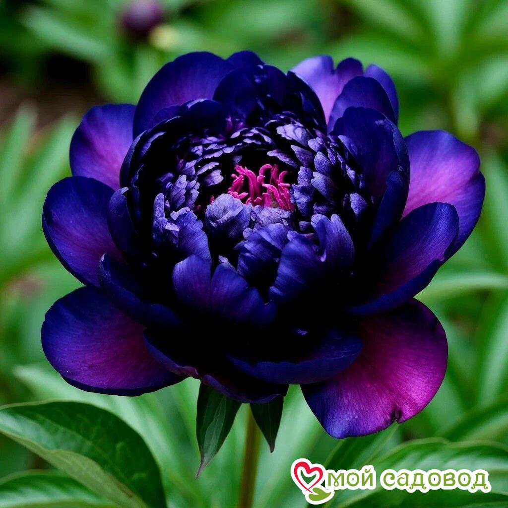 Пион Лунар Роуз