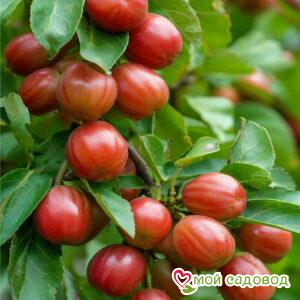 Зизифус Конфетный