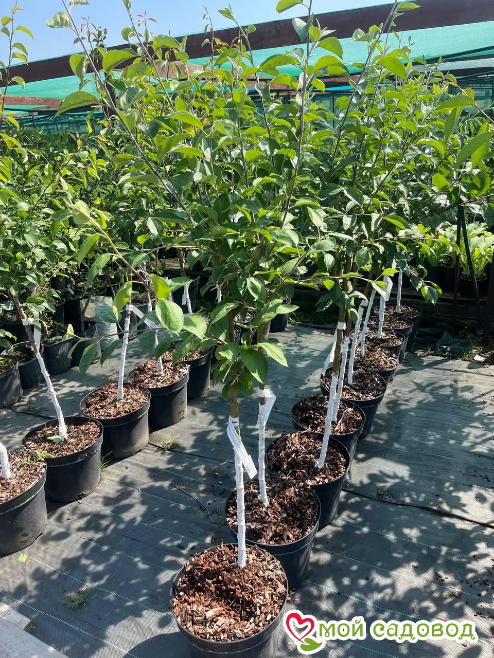 Яблоня Джин